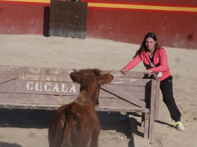  与小母牛面对面 